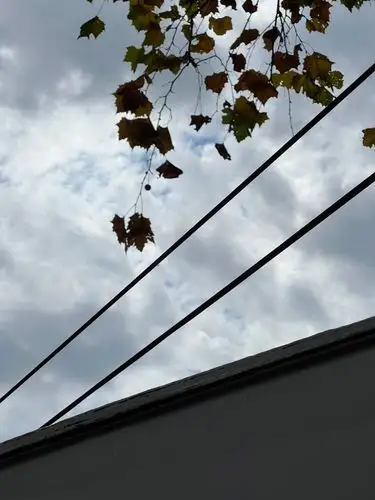 Autumn's quiet lines against a moody sky.